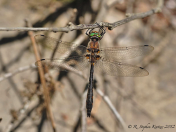 Helocordulia uhleri, male